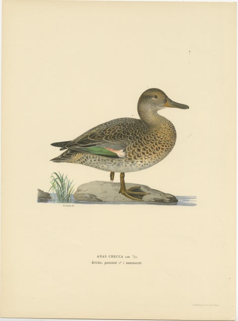 Whistles on the Wing: The European Teal by Magnus von Wright, 1929, view 2
