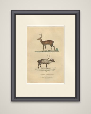 Graceful Grazers: The White-Tailed Deer and the Reindeer, 1845, shown framed