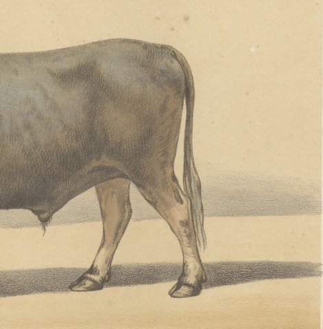 Algerian Ox, North African Cattle Chromolithograph by Olivier de Penne, 1863, close-up 3