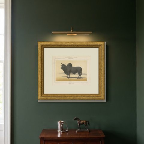 Zebu Bull, Humped Cattle Chromolithograph by Olivier de Penne, 1863, shown framed on a wall