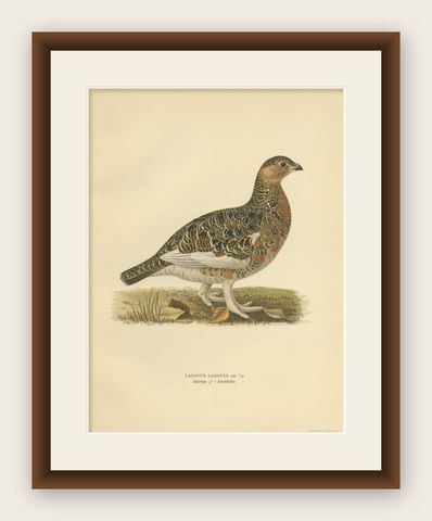Antique Bird Print of the Willow Ptarmigan 'Male' by Von Wright, 1929, shown framed