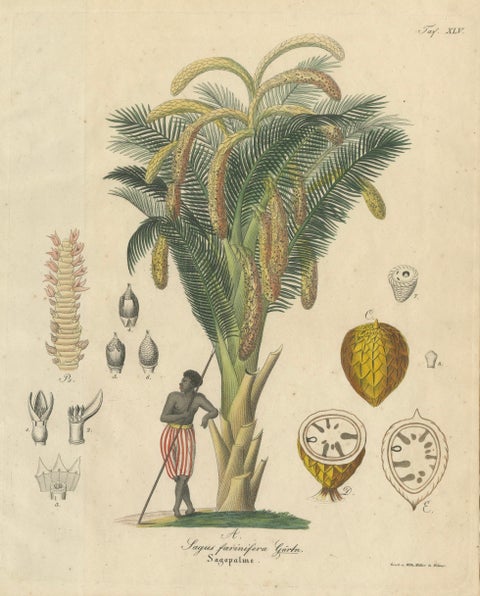 Antique Sago Palm Botanical Print, Copper Engraving, c.1831, close-up 1