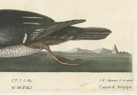 Hand-Colored Engraving of the Hooded Merganser by Johann Michael Seligmann, 1770, close-up 1