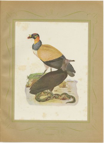 King Vulture and Black Vulture, Brazilian Bird Print, Descourtilz, 1944, view 2