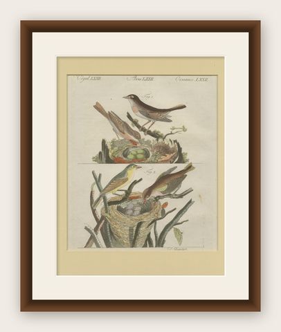 Antique Bird Print of Nightingales, shown framed