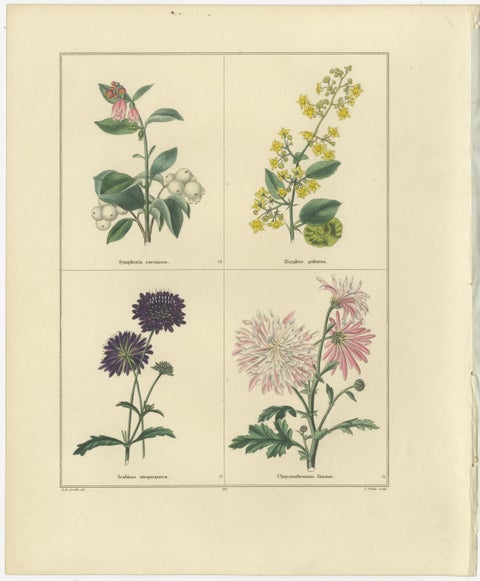 Pair of Hand-Colored Botanical Engravings of Ornamental Flowers, London 1828, view 2