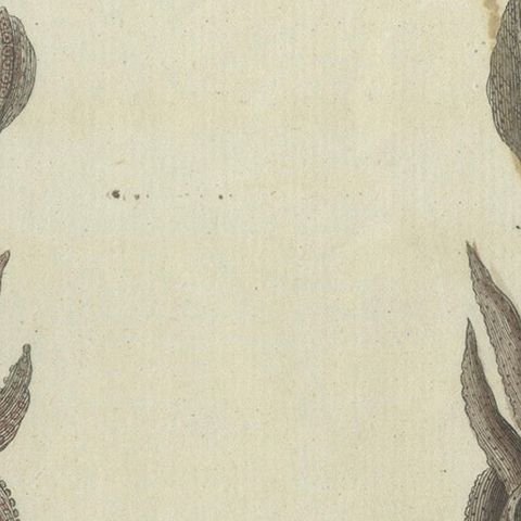 Intricate Depictions of Marine Life: Hand-Colored Copperplate Engraving, 1805, close-up 4