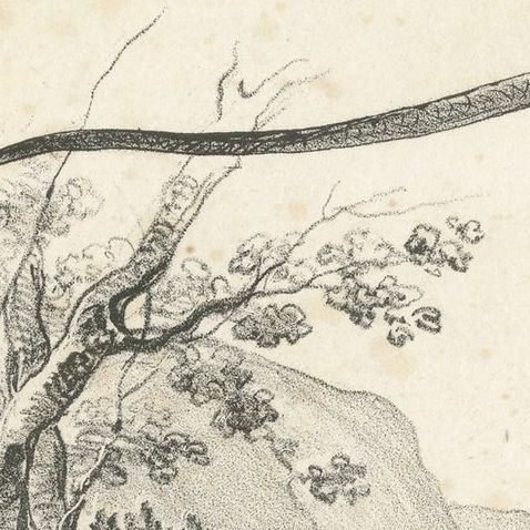 Antique Print of the Encounter with a Black Snake, close-up 1
