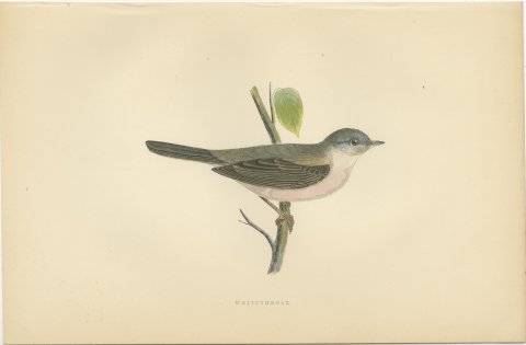 Whitethroat on a Green Stem, Hand Colored Bird Engraving by Morris, 1896, view 2