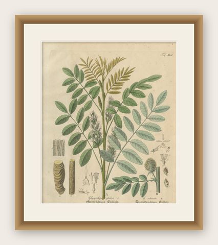 Antique Liquorice Botanical Print, Glycyrrhiza Glabra & Echinata, c.1831, shown framed