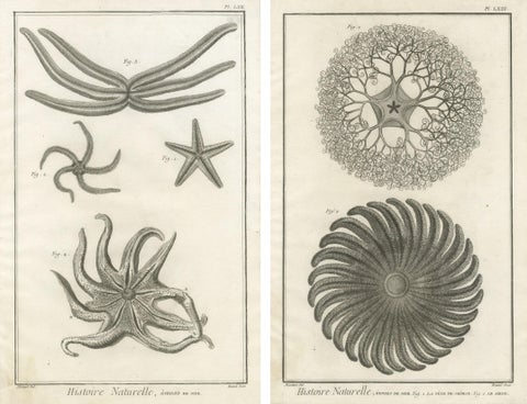 Decorative Antique Marine Prints, Pair of Starfish & Echinoderms, c.1770, view 2