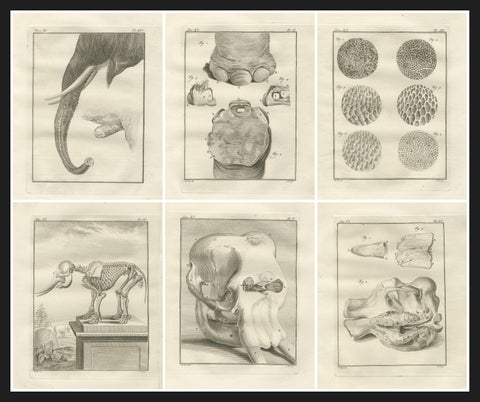 Sophisticated Elephant Anatomy Wall Set, Original Buffon Engravings, 1769, view 8