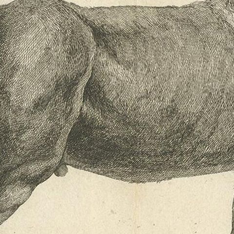 Antique Print of a Navarrin Horse by Fessard, 1819, close-up 2