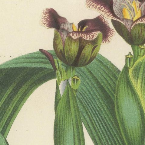 Van Houtte's Tigridia Botanical Illustration by Louis van Houtte, 19th Century, close-up 5
