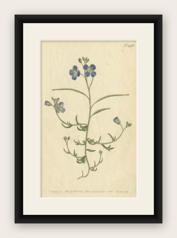 Exquisite 1800 Blue Wildflower Botanical Engraving, A Rare Floral Masterpiece, shown framed