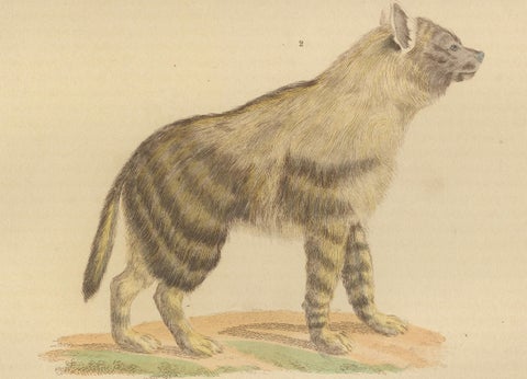 Contrasts in Mammalia: The Brown-Tailed Mongoose and the Brown Hyena, 1845, close-up 2