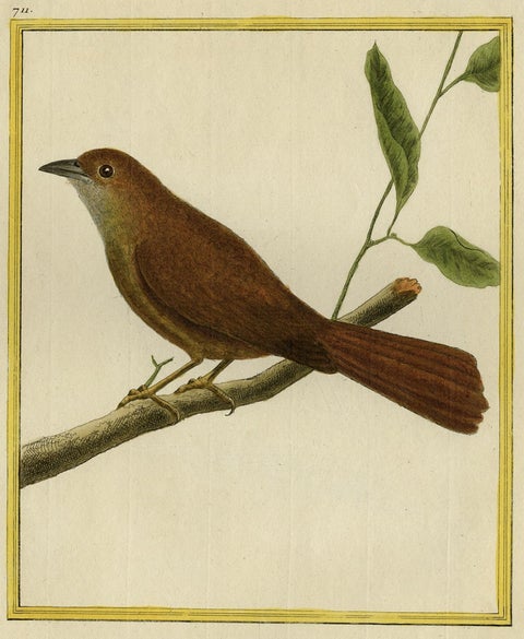 Original Hand-Colored Antique Bird Print of Tanager Bird, ca.1770, close-up 1