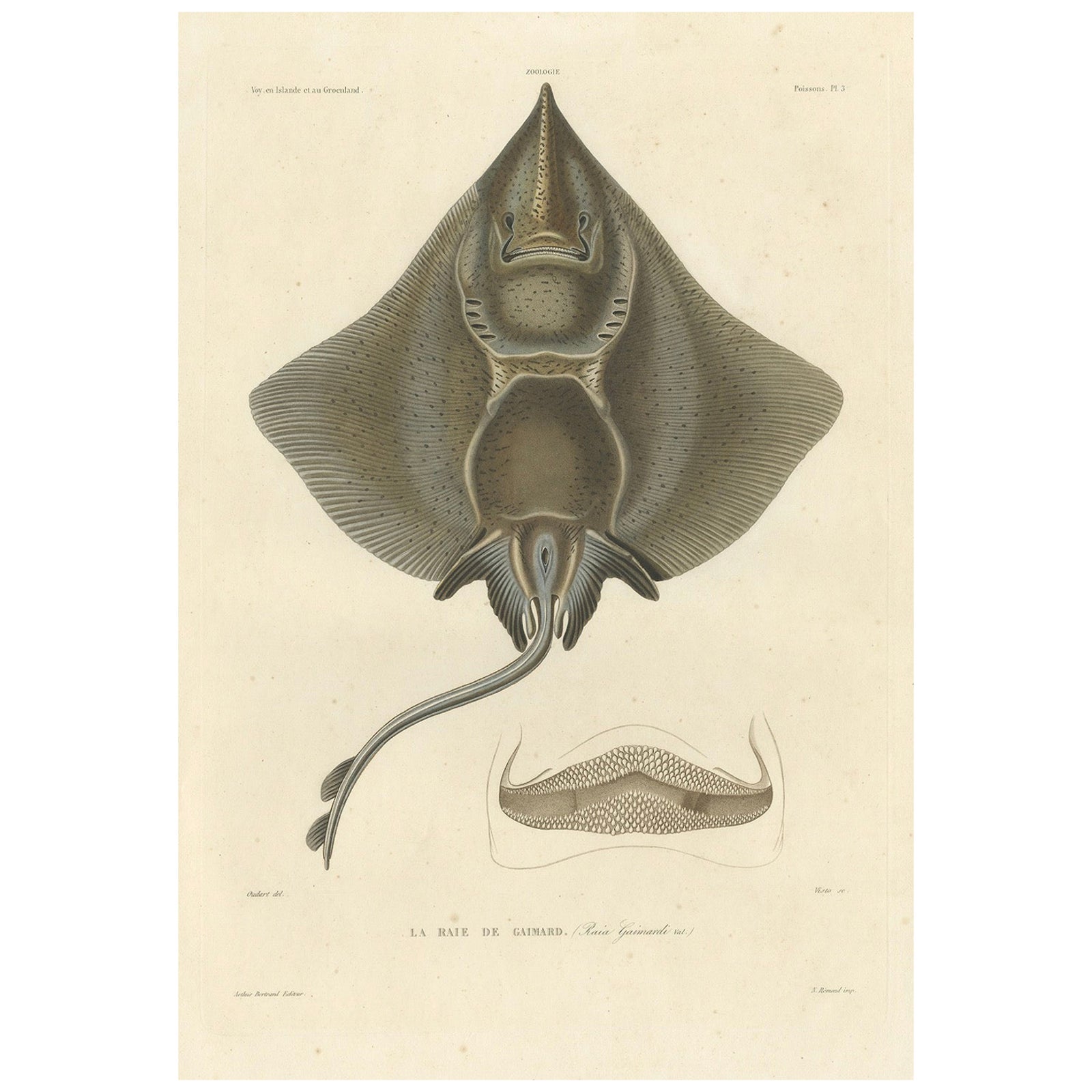 Antique Print of Arctic Skate or Gaimard’s Ray, Hand-Colored Lithograph, 1854