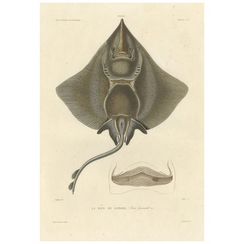 Antique Print of Arctic Skate or Gaimard’s Ray, Hand-Colored Lithograph, 1854