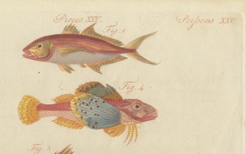 Original Antique Print of Five Exotic Red Fish by Bertuch, c. 1800, close-up 6