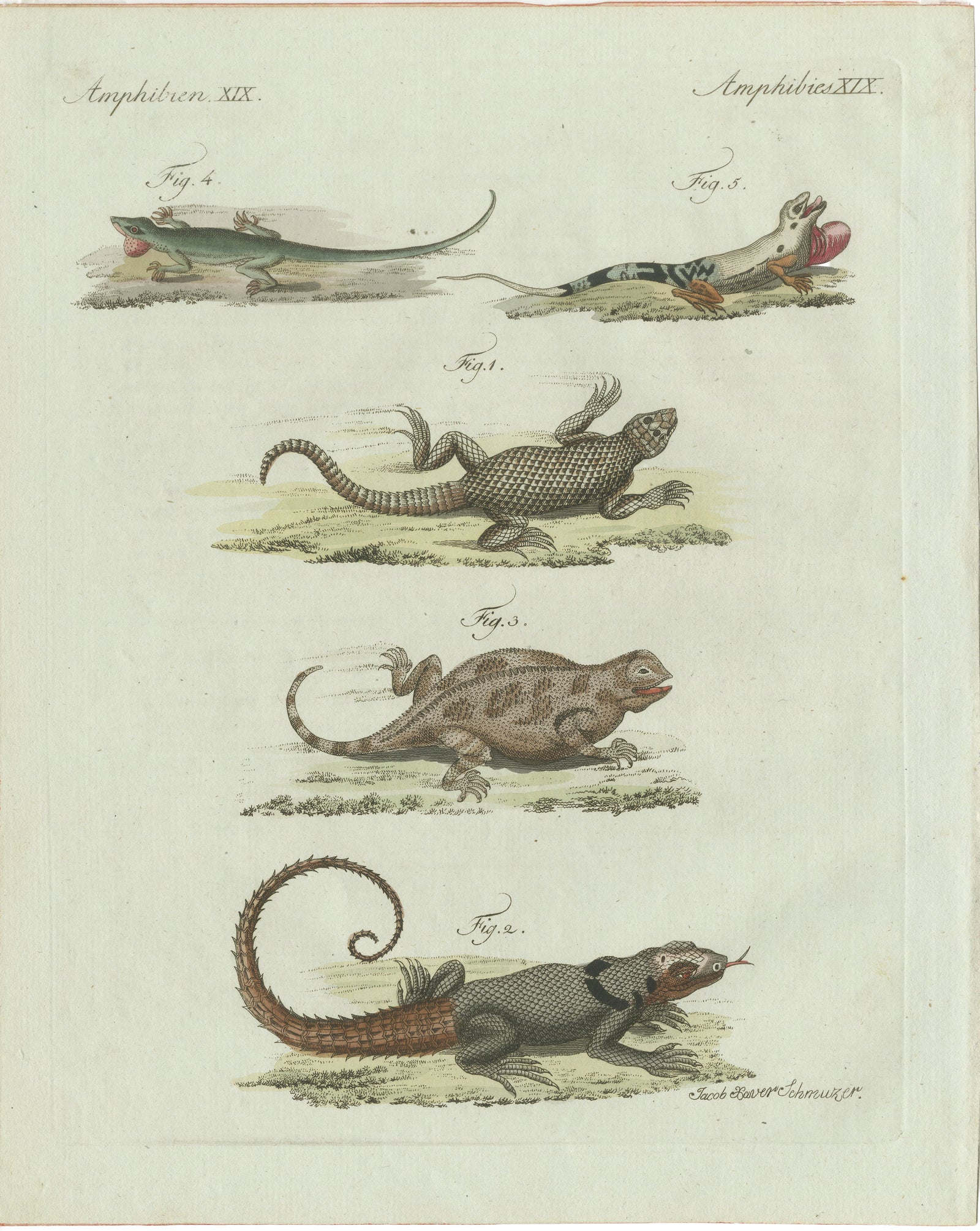Original Antique Print of Five Exotic Lizards by Bertuch, 1802