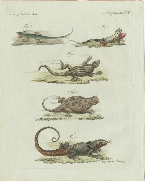 Original Antique Print of Five Exotic Lizards by Bertuch, 1802