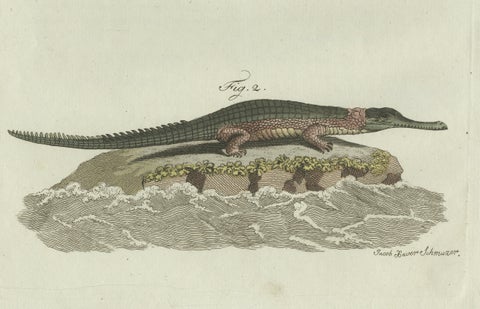 Original Antique Print of American Crocodile and Gharial by Bertuch, 1802, close-up 3