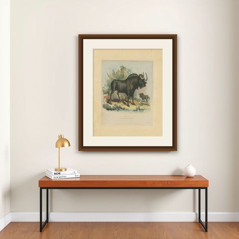 Antique Animal Print of a Gnu or Wildebeest, shown framed on a wall