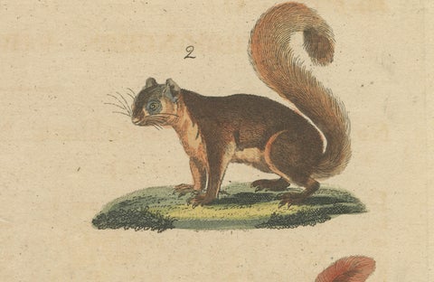 Antique Hand-Colored Engraving of Squirrels and Rodents, Quadrupeds - circa 1800, close-up 2