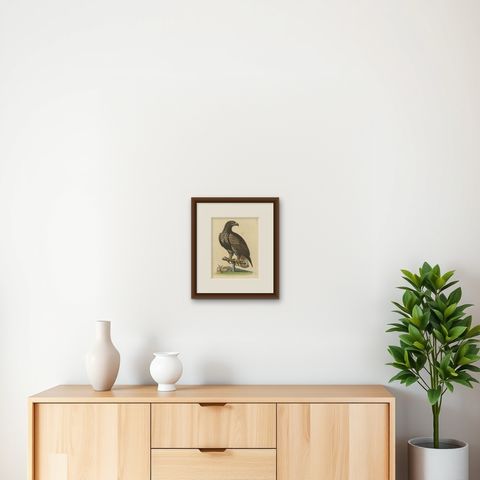 Antique Bird Print of the White-Tailed Eagle, shown framed on a wall