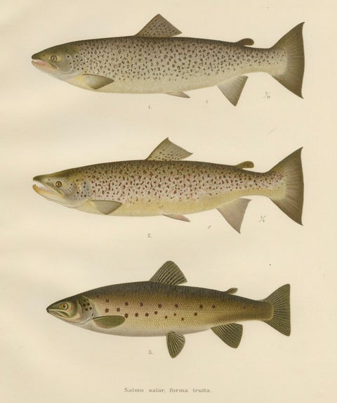 Scandinavian Brown Trout Forms: Exquisite Hand-Colored Lithograph, 1895, close-up 7
