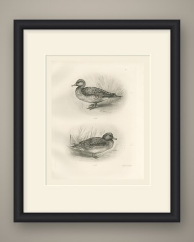 Female Pintail and a Brown Plumaged Duck after Lilian Medland, c. 1909, shown framed