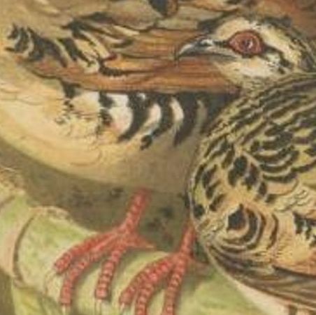 Antique Bird Print of the Brown-Breasted Hill Partridge by Hume & Marshall, 1879, close-up 2