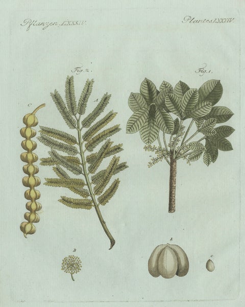 Original Antique Botanical Print of Manna Ash and Sarsaparilla by Bertuch, 1805, close-up 6