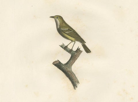 Large Antique Vireo Bird Illustration - 1807 Vieillot Handcolored Print, close-up 3