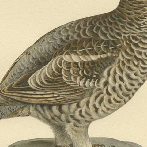 Antique Bird Print of the Hazel Grouse 'Female' by Von Wright '1929', close-up 2