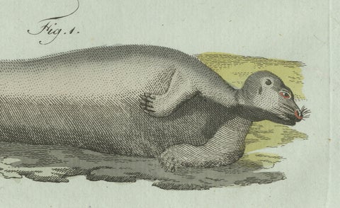 Original Antique Print of Four Seals by Bertuch, c. 1800, close-up 5