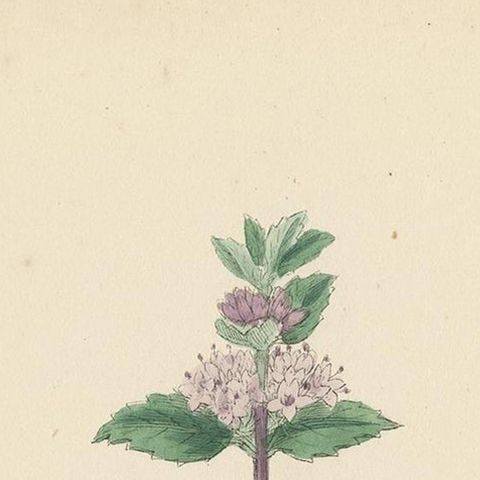 Antique Botany Print 'Tall Red Mint' by J. Sowerby, circa 1860, close-up 1