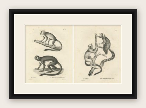 Saimiri, Night Monkey, Mico & Silky Monkey, Lithographs by C.C. Last, 1836, shown framed