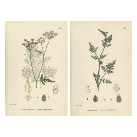 British Hedge-Parsley Botanical Pair, Hand-Colored Engravings, England 1902