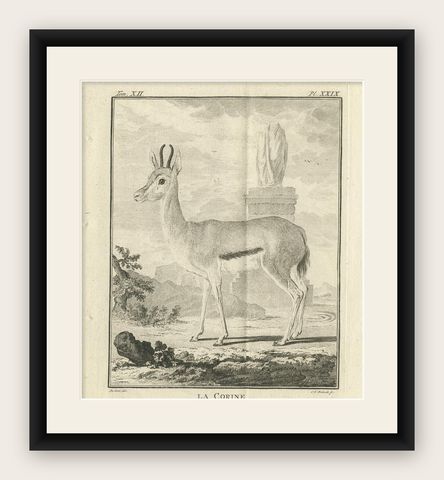 Pl. 29 Antique Print of an Antelope Species by Buffon, 1769, shown framed
