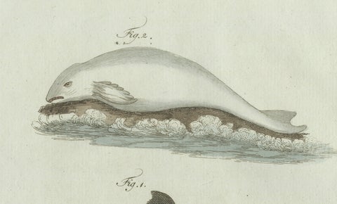 Original Antique Print of Three Dolphins and Porpoises by Bertuch, 1802, close-up 1