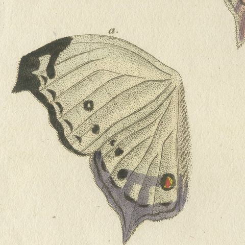 Exotic Butterfly with Wing Details, Antique Bertuch Print, Vienna, circa 1812, close-up 4