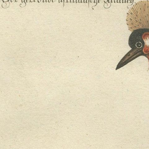 Hand-Colored Engraving of the Crested African Crane by Johann Seligmann. ca.1770, close-up 5