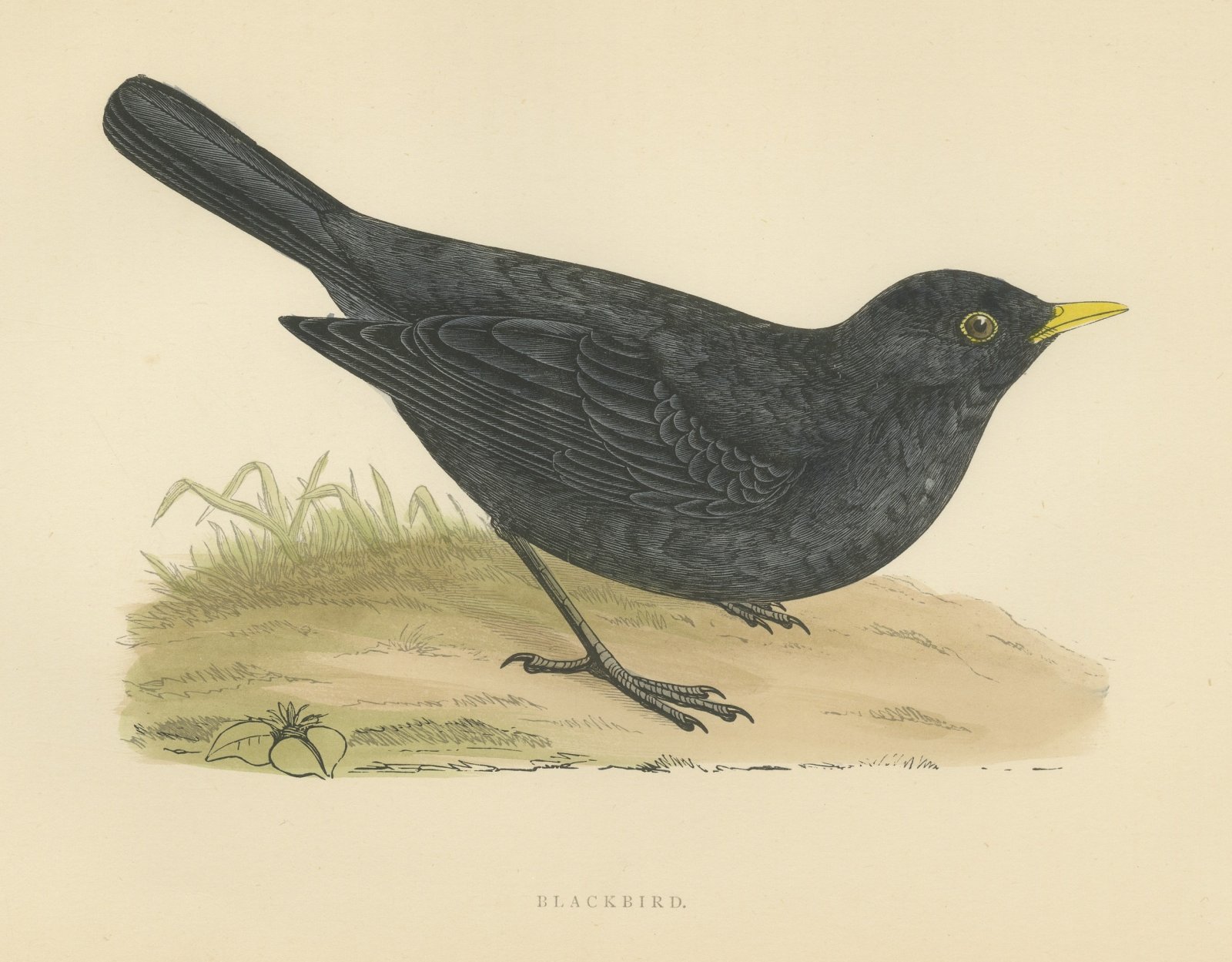 Blackbird on Grassy Ground, Antique Hand Colored Bird Print, Morris, 1896