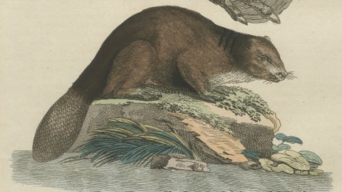 Antique Beaver with Webbed Feet Engraving, Bertuch, c. 1792, close-up 2