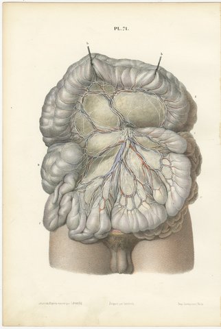 Nerves of the Mesentery and Intestine, Antique Hirschfeld Anatomy Print, 1866, view 2