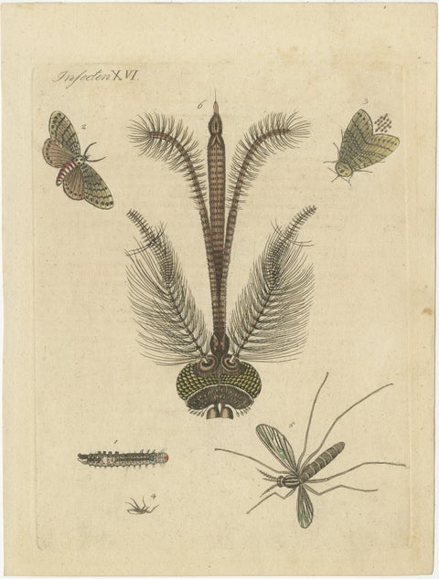 Antique Print of various Insects including the Nun Moth & Common House Mosquito, view 2