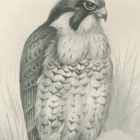 Antique Peregrine Falcon Bird Print by Lilian M. Medland, circa 1908, close-up 6