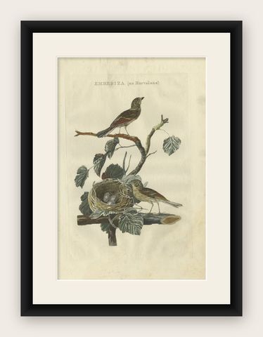 Ortolan Bunting, Antique Dutch Bird Print by Sepp & Nozeman, 1789, shown framed